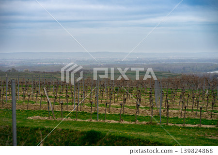 View of the vineyards in early spring. Vineyard in early spring in Lower Austria View of the vineyards in early spring. Vineyard in early spring in Lower Austria 139824868