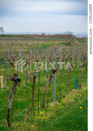 View of growing grapes without foliage in early spring. Vineyard in early spring View of growing grapes without foliage in early spring. Vineyard in early spring 139824869