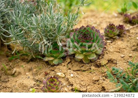 View of a growing evergreen plant. Succulent growing outdoors along the road 139824872