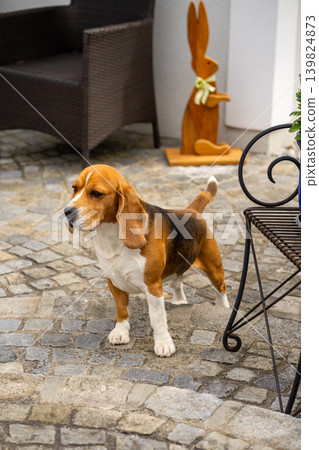 View of a grown up beagle puppy standing on the stone floor of the backyard View of a grown up beagle puppy standing on the stone floor of the backyard 139824873