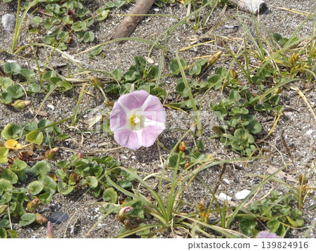 Beach morning glories are blooming in Kemihama. 139824916