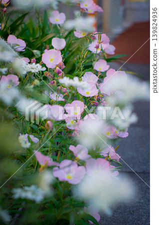 Flowers blooming on the roadside Flowers blooming on the roadside 139824936