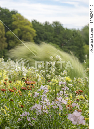 A spring flower field; grass swaying behind small pink, white, and orange blossoms. A spring flower field; grass swaying behind small pink, white, and orange blossoms. 139824942