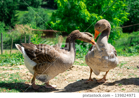 Close-up of two grey geese interacting against a green forest background Close-up of two grey geese interacting against a green forest background 139824971