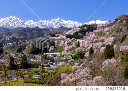長野縣上內郡小川村高府,大山櫻、江戶彼岸盛開的二反田櫻花,以及殘雪纏綿的北阿爾卑斯五龍山。 長野縣上內郡小川村高府,大山櫻、江戶彼岸盛開的二反田櫻花,以及殘雪纏綿的北阿爾卑斯五龍山。 139825016