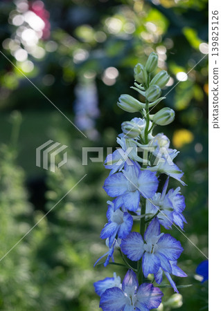Blue delphinium Blue delphinium 139825126