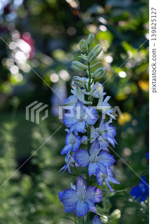 Blue delphinium Blue delphinium 139825127