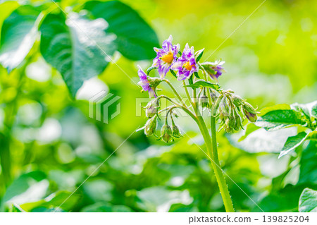 (Shizuoka Prefecture) Potato fields on the western slopes of Hakone (Mishima potatoes) (Shizuoka Prefecture) Potato fields on the western slopes of Hakone (Mishima potatoes) 139825204