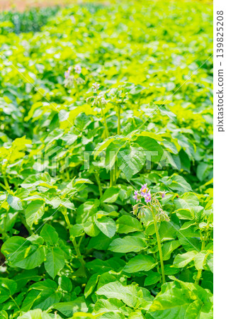 (Shizuoka Prefecture) Potato fields on the western slopes of Hakone (Mishima potatoes) 139825208