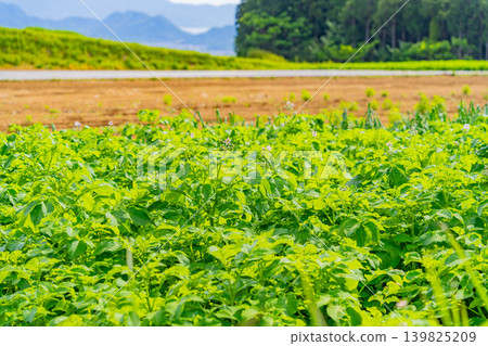 (Shizuoka Prefecture) Potato fields on the western slopes of Hakone (Mishima potatoes) 139825209