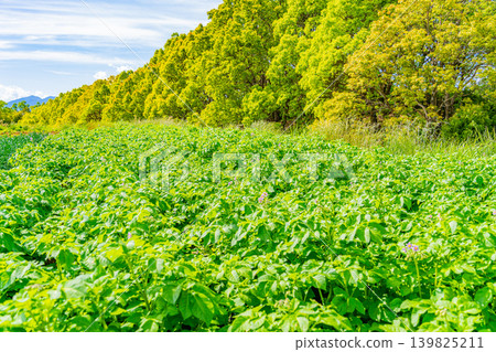 (Shizuoka Prefecture) Potato fields on the western slopes of Hakone (Mishima potatoes) (Shizuoka Prefecture) Potato fields on the western slopes of Hakone (Mishima potatoes) 139825211