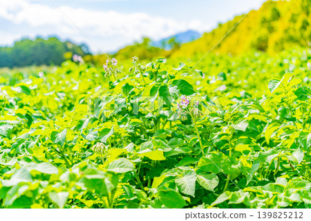 (Shizuoka Prefecture) Potato fields on the western slopes of Hakone (Mishima potatoes) (Shizuoka Prefecture) Potato fields on the western slopes of Hakone (Mishima potatoes) 139825212