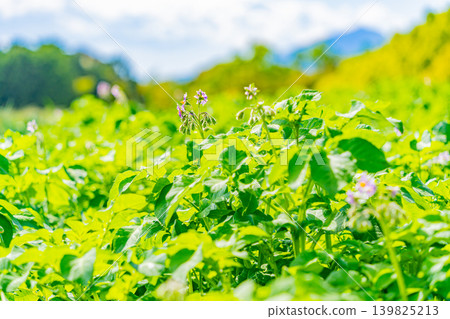 (Shizuoka Prefecture) Potato fields on the western slopes of Hakone (Mishima potatoes) (Shizuoka Prefecture) Potato fields on the western slopes of Hakone (Mishima potatoes) 139825213