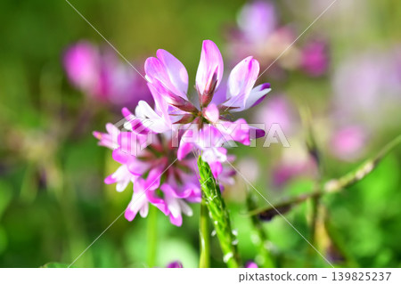 Renge Renge 139825237