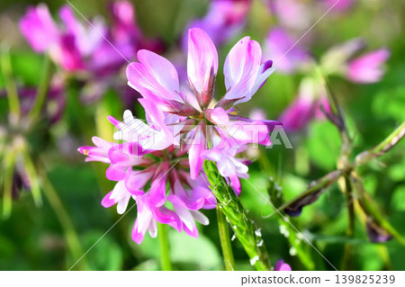Renge Renge 139825239