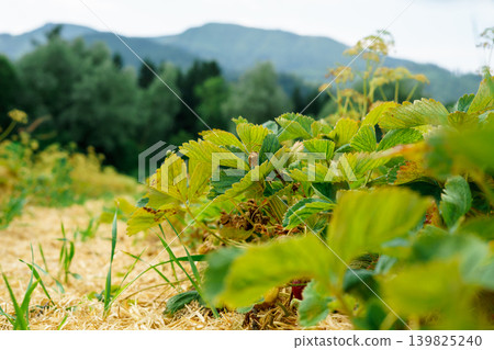 Strawberry plants with green leaves and small fruits in field, soft blurred mountains in background, natural farming and fresh produce concept Strawberry plants with green leaves and small fruits in field, soft blurred mountains in background, natural farming and fresh produce concept 139825240