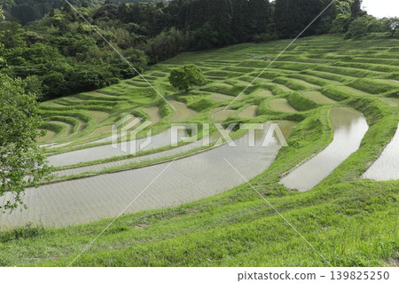 [千葉縣]大山縣千滿田 139825250