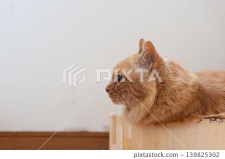 Relaxing cat tea tabby cat Relaxing cat tea tabby cat 139825302