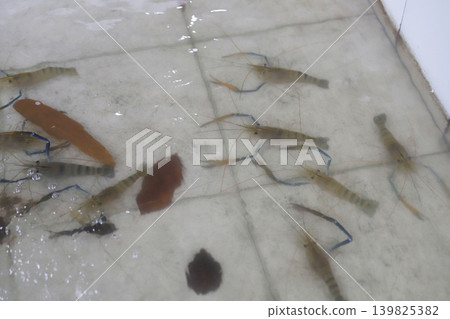 越南湄公河遊輪 139825382