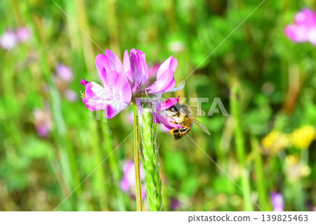 Bees and Astragalus sinensis Bees and Astragalus sinensis 139825463