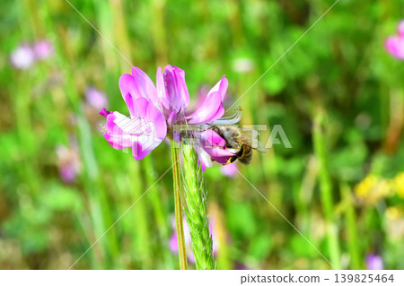 蜜蜂和黃芪 139825464