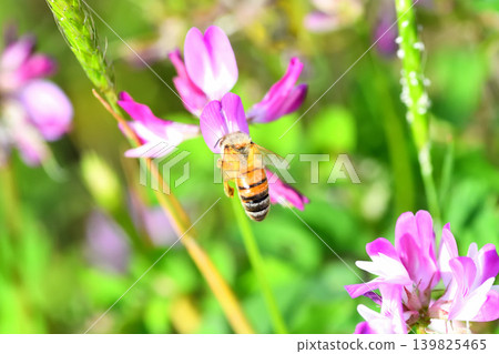 Bees and Astragalus sinensis 139825465