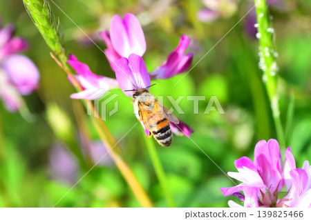 蜜蜂和黃芪 蜜蜂和黃芪 139825466