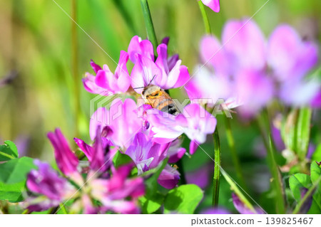 蜜蜂和黃芪 蜜蜂和黃芪 139825467