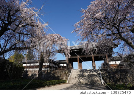 [Famous Cherry Blossom Spot] Weeping Cherry Tree at Togo-ji Temple 139825470