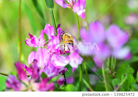 蜜蜂和黃芪 蜜蜂和黃芪 139825472