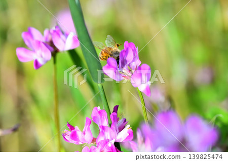 蜜蜂和黃芪 蜜蜂和黃芪 139825474