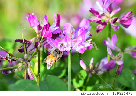 蜜蜂和黃芪 139825475