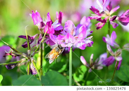 蜜蜂和黃芪 蜜蜂和黃芪 139825476