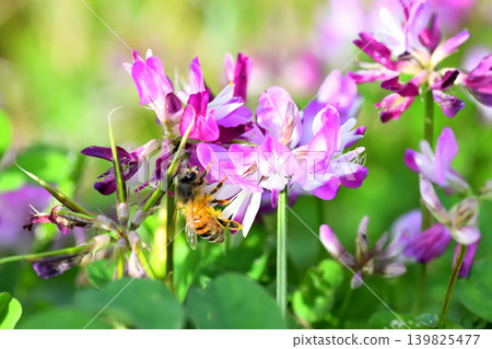 Bees and Astragalus sinensis Bees and Astragalus sinensis 139825477