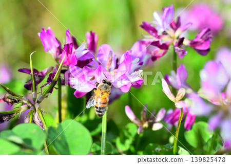 Bees and Astragalus sinensis Bees and Astragalus sinensis 139825478