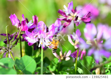 蜜蜂和黃芪 139825481