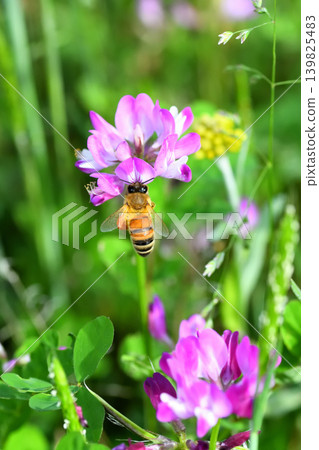 蜜蜂和黃芪 蜜蜂和黃芪 139825483