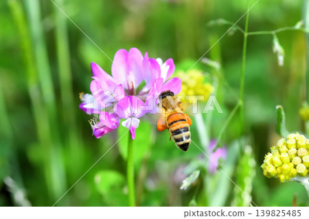 蜜蜂和黃芪 蜜蜂和黃芪 139825485