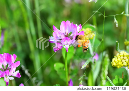 Bees and Astragalus sinensis 139825486