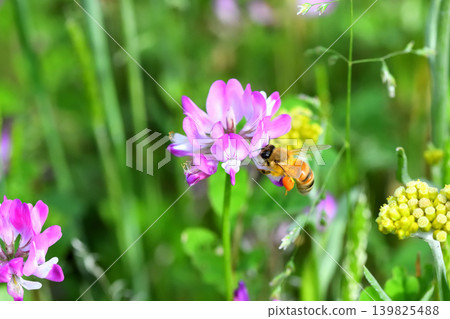 蜜蜂和黃芪 蜜蜂和黃芪 139825488