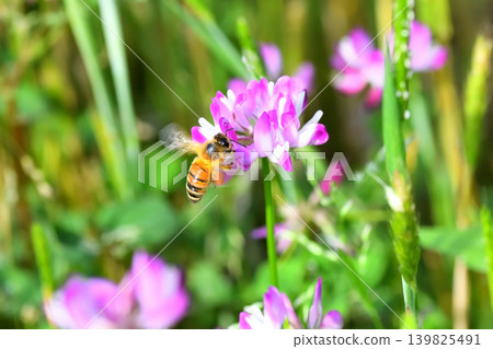 蜜蜂和黃芪 蜜蜂和黃芪 139825491
