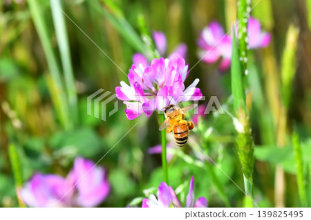 蜜蜂和黃芪 139825495