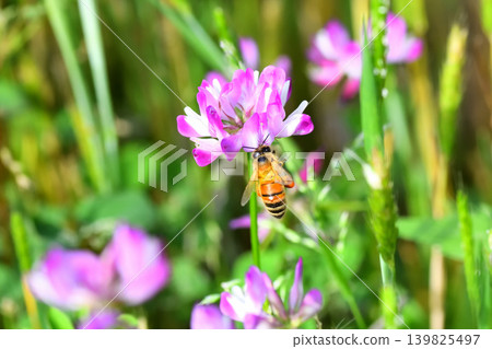 蜜蜂和黃芪 蜜蜂和黃芪 139825497