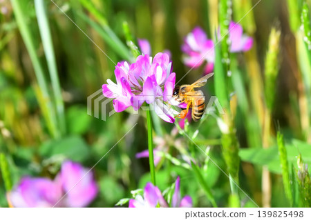 蜜蜂和黃芪 蜜蜂和黃芪 139825498