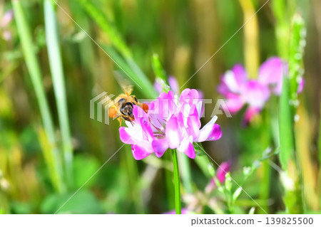 蜜蜂和黃芪 139825500
