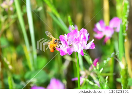 蜜蜂和黃芪 蜜蜂和黃芪 139825501