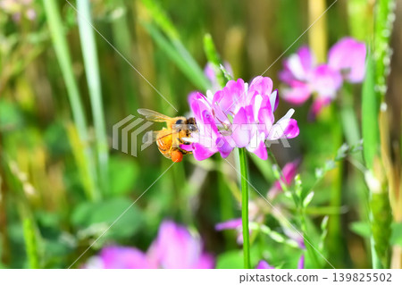 Bees and Astragalus sinensis Bees and Astragalus sinensis 139825502