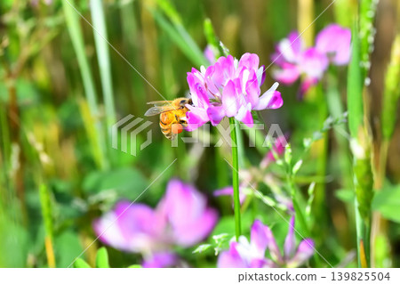 蜜蜂和黃芪 139825504