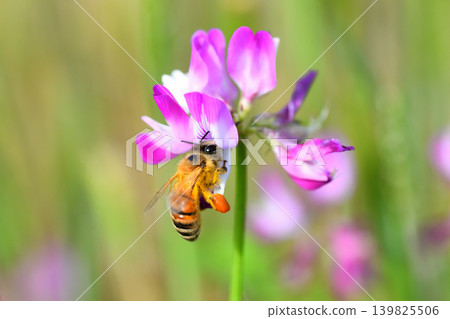 蜜蜂和黃芪 139825506