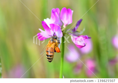 蜜蜂和黃芪 139825507